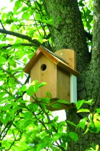 Budget Nest Box Camera