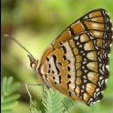 Wildlife Grasses