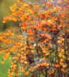 Berberis X lologensis 'Stapehill' - Evergreen