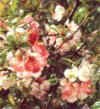 Chaenomeles speciosa.