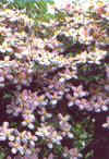 Clermatis montana var. rubens.