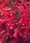 Cytisus Boskoop Ruby -  Rich ruby red