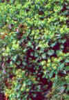 Hedera helix 'Arborescens' - 